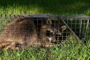 A raccoon is captured in a live trap in a backyard. 