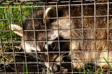 A raccoon is captured in a live trap in a backyard. 