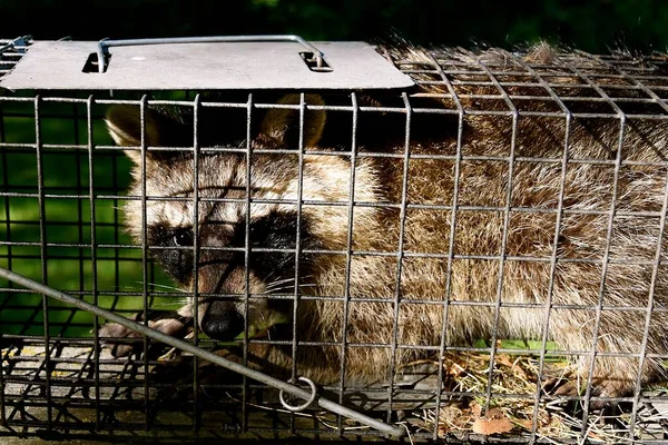 A raccoon is captured in a live trap in a backyard. 