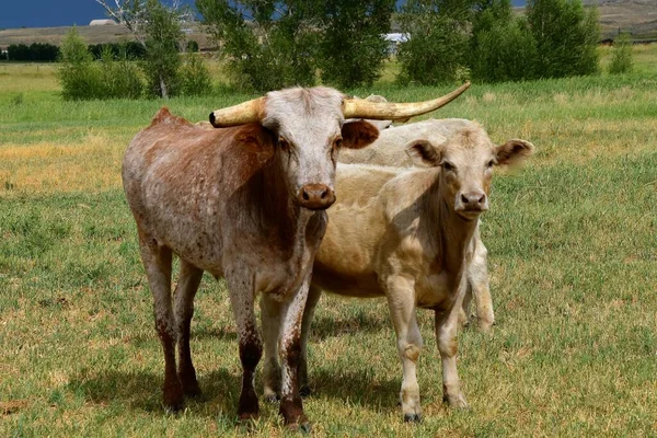 Cârlig Carne Vită Corn Rupt Găsește Într Pășune Occidentală — Fotografie, imagine de stoc