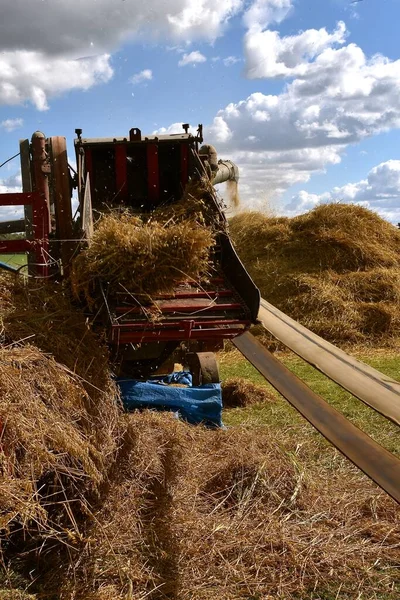 Tuyau Souffleur Une Vieille Batteuse Envoie Paille Paille Tas Paille — Photo