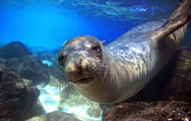 Sea lion underwater closeup looking at camera clipart