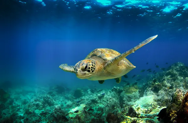 Tartaruga marinha verde nadando debaixo d 'água — Fotografia de Stock