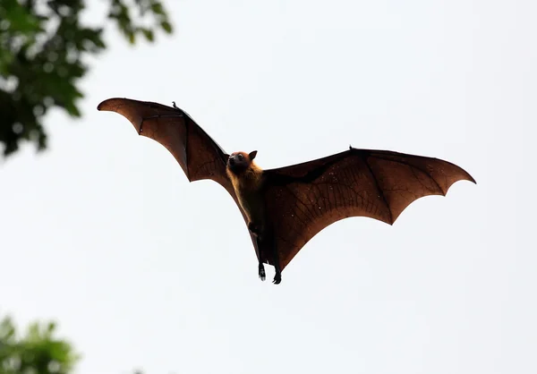 Fruit bat flying fox in sky