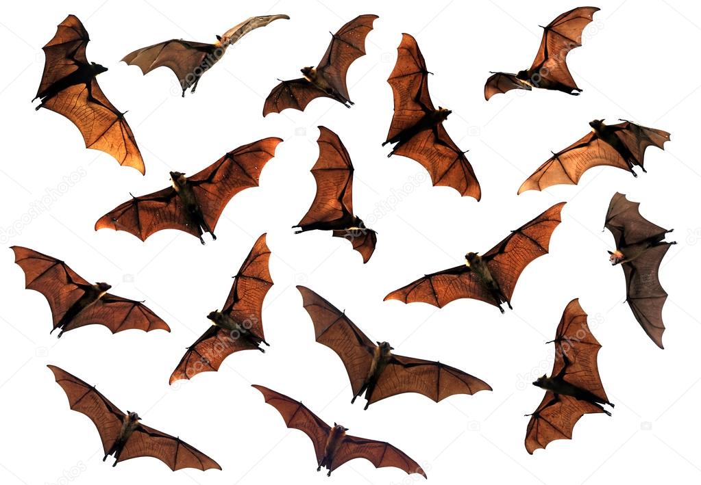 Spooky Halloween flying fox fruit bats in sky