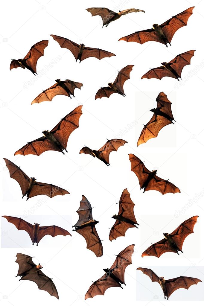 Flying fox fruit bats