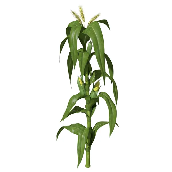 Illustration of Corn Stalk. — Stock Photo, Image