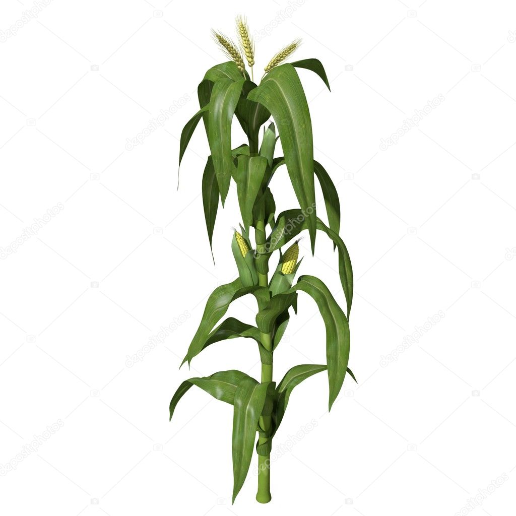 Illustration of Corn Stalk.