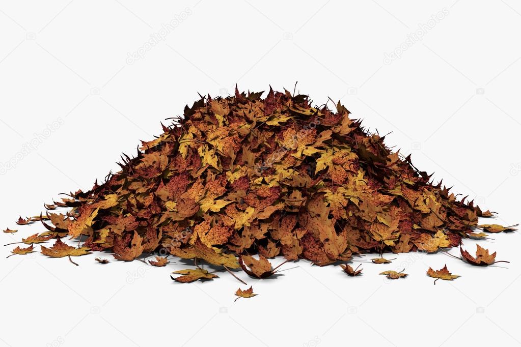 Pile of autumn leaves.