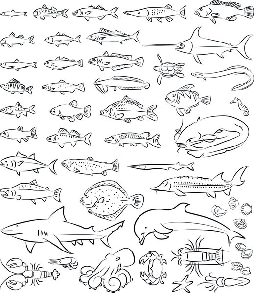 sea fishes and creatures