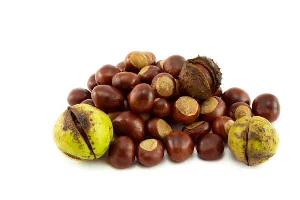 Conkers — Stock Photo, Image