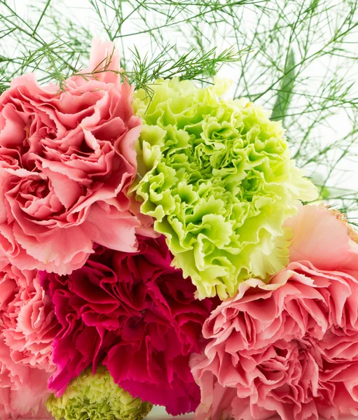 Carnations — Stock Photo, Image