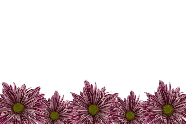 Chrysanthemums — Stock Photo, Image