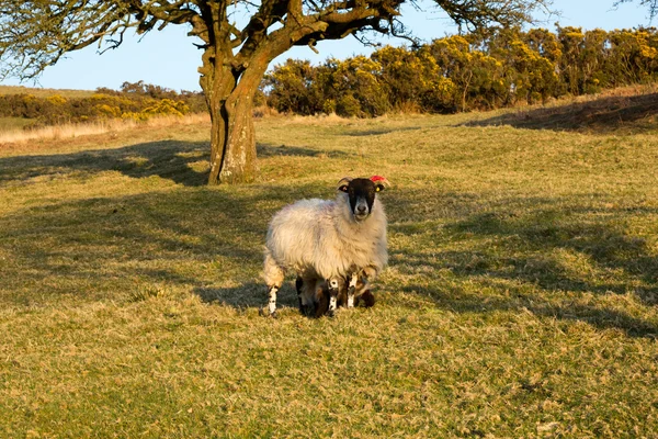 荒れ地の羊 — ストック写真