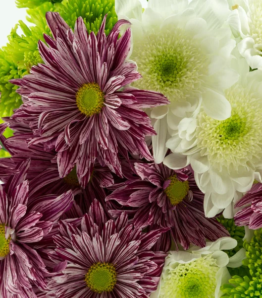 Chrysanthemen — Stockfoto