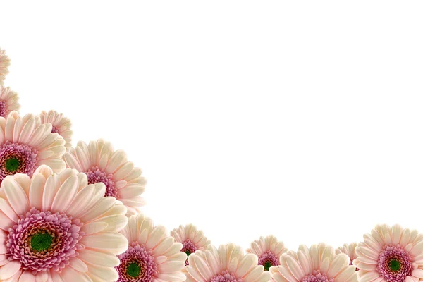 Daisies — Stock Photo, Image