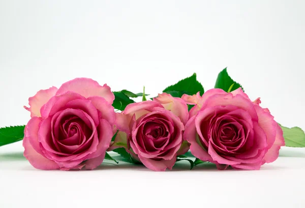 Rosas — Fotografia de Stock