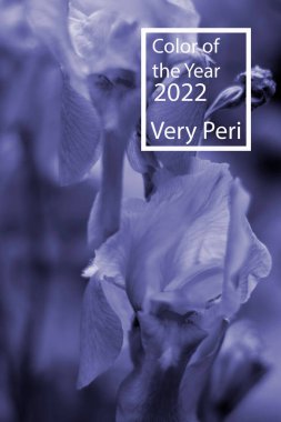Renk enstitüsüne göre 2022 yılının rengi çok peri bayrağı boş uzay kopyalama alanı oluşturur