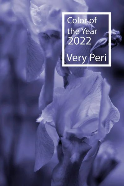 Χρώμα του έτους 2022 από το ινστιτούτο χρωμάτων πολύ peri banner κενό χώρο mock up αντίγραφο χώρο Φωτογραφία Αρχείου