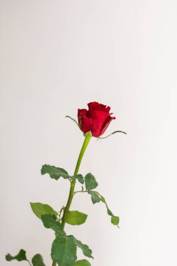 Tek kırmızı gül beyaz arkaplanda izole edilmiş kopya uzay sevgililer günü arka plan kopyalama uzayı