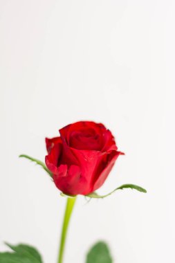 Tek kırmızı gül beyaz arkaplanda izole edilmiş kopya uzay sevgililer günü arka plan kopyalama uzayı