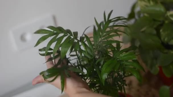 スプレーボトル付きの自宅で鉢植えのヤシの木の植物に水をやる趣味の造園アパート — ストック動画