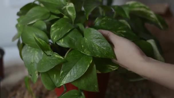 Spray полив горшок с растениями scindapsus домашнее хобби садоводство квартиры — стоковое видео