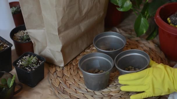 Tuinman in rubberen handschoenen giet een speciaal grondmengsel in een pot voor het transplanteren van hobby bloemist — Stockvideo