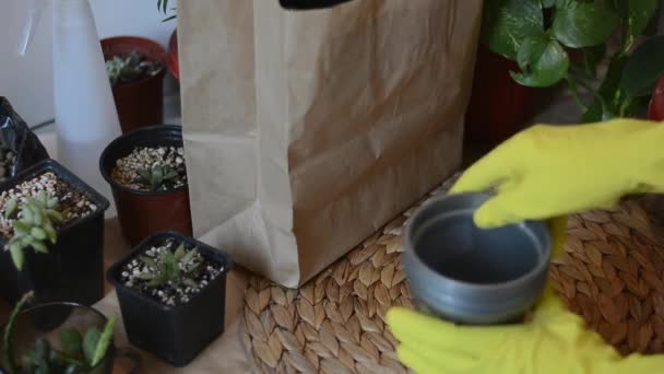 Le processus de transplantation de plantes en plaçant des pots de fleurs sur la table passe-temps jardinage — Video