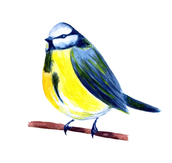 Watercolor blue tit on branch. Hand painted illustration.