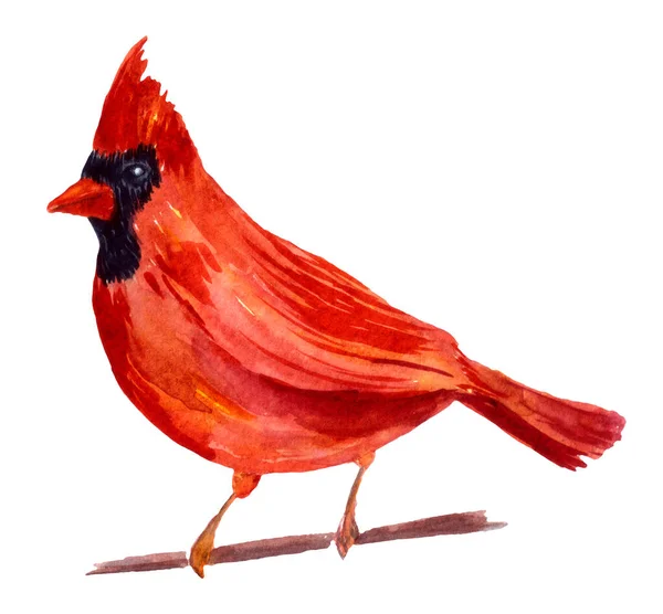 Watercolor cardinal on branch. Hand painted illustration. — Stock Photo, Image