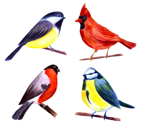 Watercolor bullfinch, titmouse, cardinal and blue tit on branches. Hand painted illustration. — Stok fotoğraf