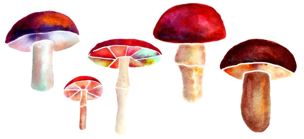 Set Cinque Funghi Della Foresta Tecnica Acquerello Vibrante Illustrazione Dipinta — Foto Stock