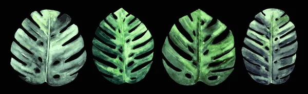 Conjunto de cuatro hojas verdes monstruosas. Ilustración de acuarela pintada a mano. Aislado sobre fondo negro. — Archivo Imágenes Vectoriales