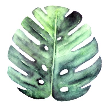 Beyazda izole edilmiş suluboya tropikal yaprak canavarı. Tasarımınız için bitki ögesi.