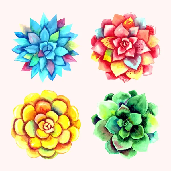 Ensemble de quatre succulentes aquarelles vibrantes. Eléments floraux dessinés à la main isolés sur fond blanc. — Image vectorielle