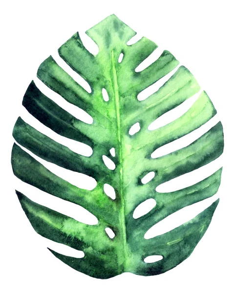 Akvarel tropické listí monstera izolované na bílém. Rostlina prvek pro váš design. — Stock fotografie