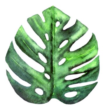 Beyazda izole edilmiş suluboya tropikal yaprak canavarı. Tasarımınız için bitki ögesi.