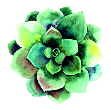 El boyası yeşil sulu bitki. Beyazda izole edilmiş.