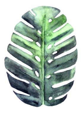 Beyazda izole edilmiş suluboya tropikal yaprak canavarı. Tasarımınız için bitki ögesi.