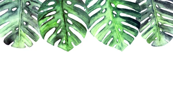 Monstera aquarela folhas no fundo branco. Moldura de natureza botânica com lugar para texto. Projeto de leigos planos. — Fotografia de Stock