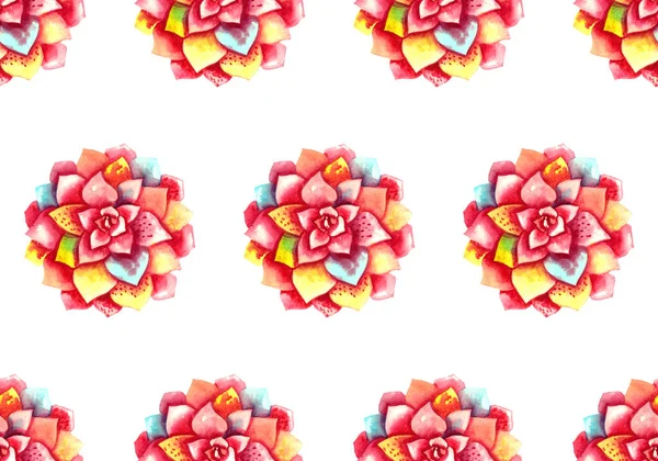 Pintados à mão flores de plantas suculentas aquarela rosa no fundo branco. padrão sem costura de superfície para tecido, impressão, papelaria — Fotografia de Stock