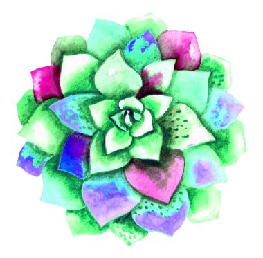 El boyası yeşil sulu bitki. Beyazda izole edilmiş.