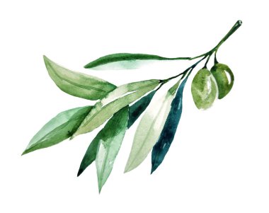 Watercolor olive branch isolated on white background.