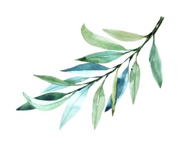 Watercolor olive branch isolated on white background.