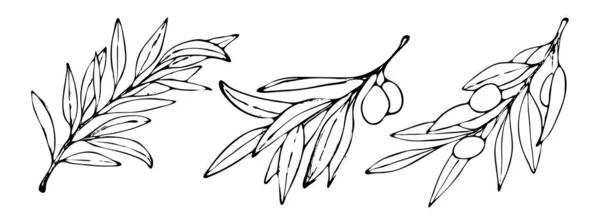 Набір з трьох гілок оливкового дерева в векторному стилі ізольовані — стоковий вектор
