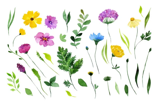 Suluboya kır çiçekleri ve otlar, beyazlar üzerinde izole edilmiş..