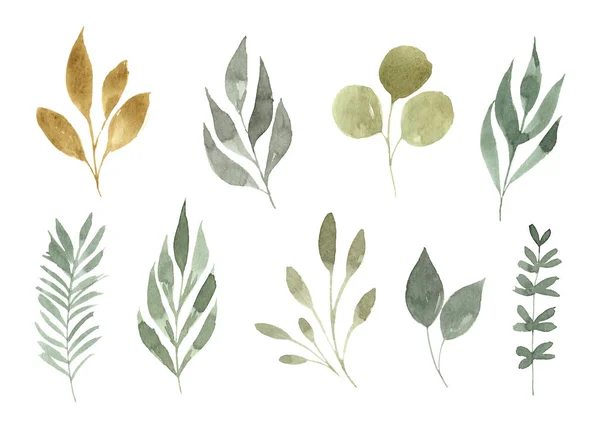 Coleção Verdura Aquarela Pintada Mão Isolada Fundo Branco Decoração Botânica — Fotografia de Stock