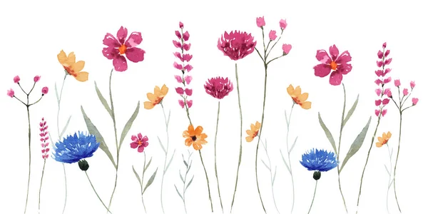 องค ประกอบดอกไม ดอกไม ภาพประกอบแยกแนวนอนแบบพาโนรามา นหล งสวน — ภาพถ่ายสต็อก