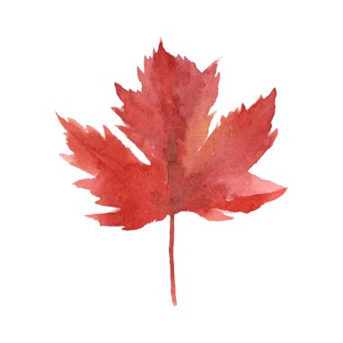 Bright red watercolor maple leaf isolated over white background. Autumn decoration element for design.